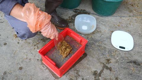 
					Diagnostic. Les bouses sont prélevées et les résidus pesés après tamisage : la présence de 20 % de résidus ou plus est déjà un indicateur de  mauvais fonctionnement du rumen.
						© j.pezon